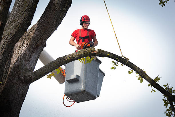 Best Arborist Consultation Services  in Mountain Home, ID