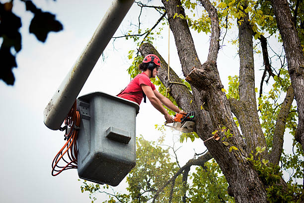 How Our Tree Care Process Works  in Mountain Home, ID